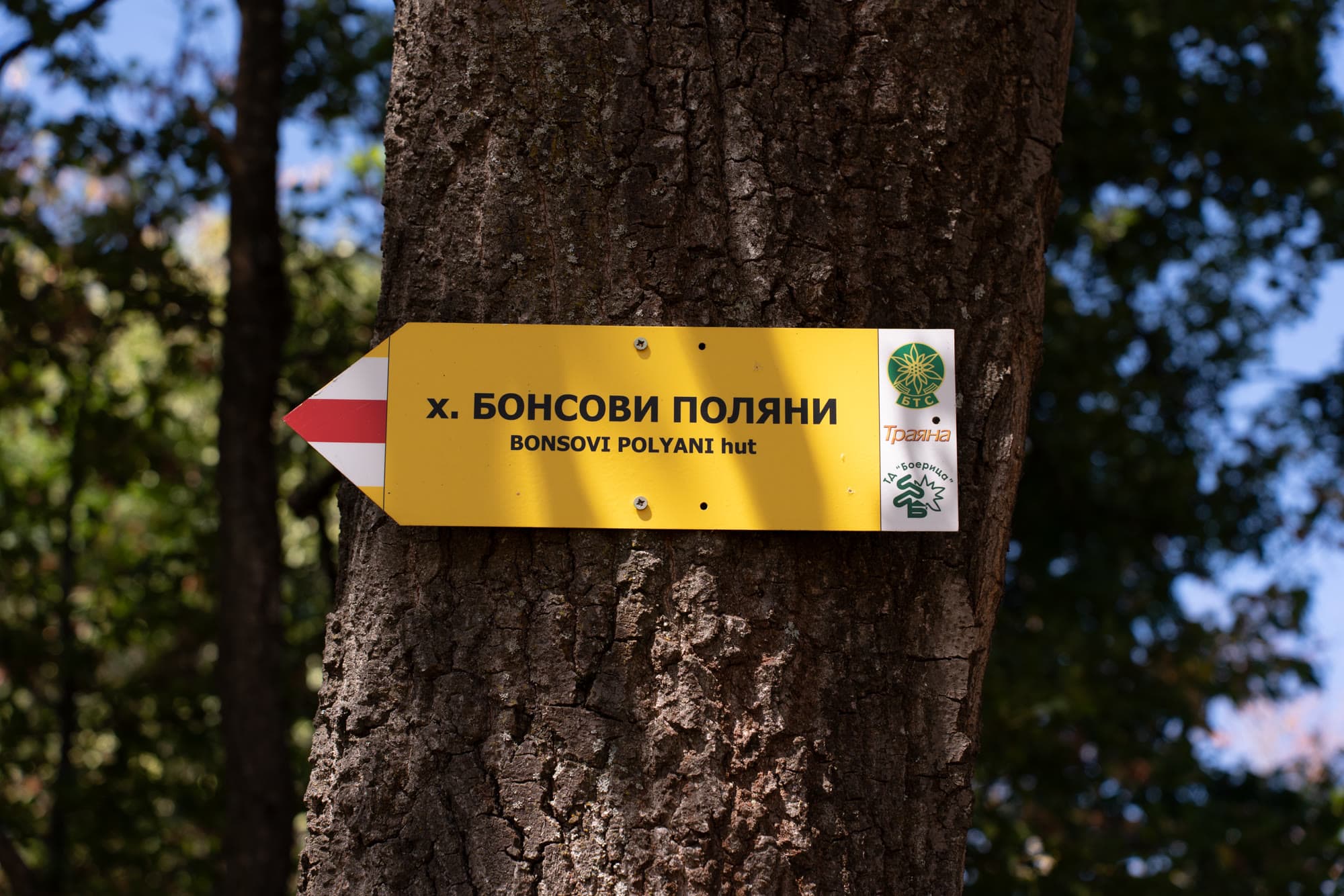 Букова гора в Люлин планина